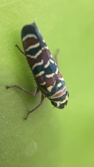 Agrosoma placetis