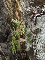 Tectaria devexa