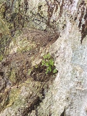 Tectaria devexa