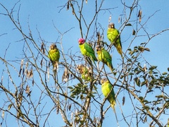 Psittacula cyanocephala