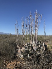 Cotyledon orbiculata spuria