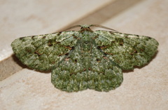 Aeolochroma viridicata