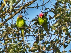 Psittacula cyanocephala
