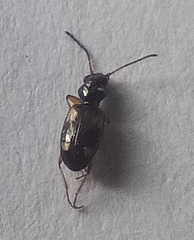 Bembidion quadrimaculatum