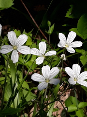 Cerastium pauciflorum