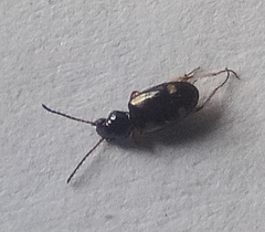 Bembidion quadrimaculatum