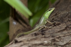 Lamprolepis smaragdina