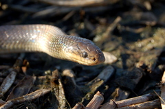 Paraphimophis rusticus