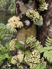 Syzygium cormiflorum