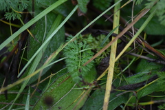 Daucus carota