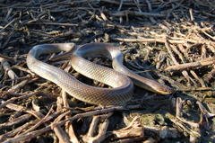 Paraphimophis rusticus