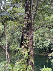 Syzygium cormiflorum