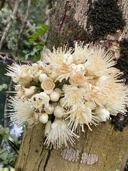 Syzygium cormiflorum
