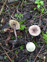 Echinoderma