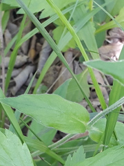 Cerastium pauciflorum