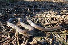 Paraphimophis rusticus