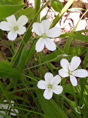 Cerastium pauciflorum