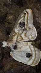Heniocha apollonia