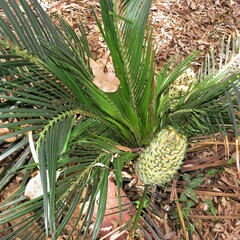 Macrozamia communis