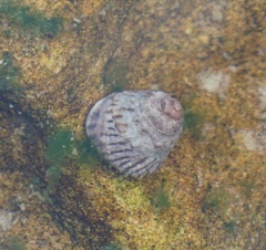 Bembicium nanum