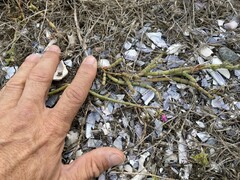 Mesembryanthemum dinteri