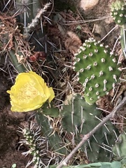 Opuntia stricta