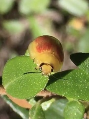 Paropsisterna fastidiosa