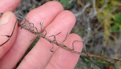 Prismatocarpus campanuloides