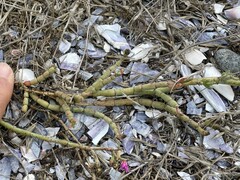 Mesembryanthemum dinteri