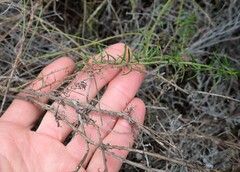 Prismatocarpus campanuloides