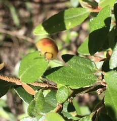 Paropsisterna fastidiosa