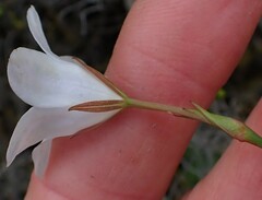 Prismatocarpus campanuloides