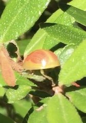 Paropsisterna fastidiosa