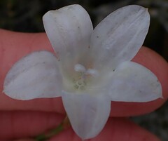 Prismatocarpus campanuloides