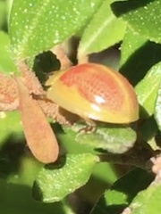 Paropsisterna fastidiosa