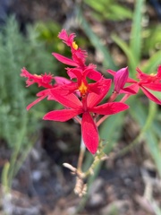 Epidendrum × obrienianum
