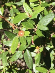 Paropsisterna fastidiosa