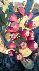 Opuntia stricta stricta