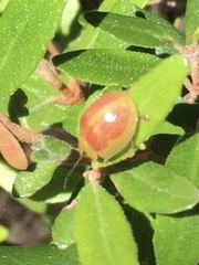 Paropsisterna fastidiosa