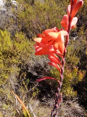 Watsonia tabularis