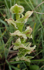 Pterygodium hastatum