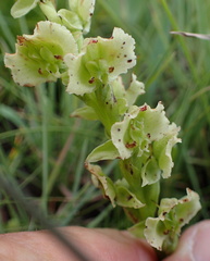 Pterygodium hastatum