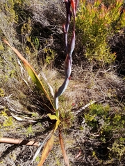 Watsonia tabularis