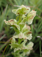 Pterygodium hastatum