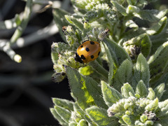 Coccinella algerica