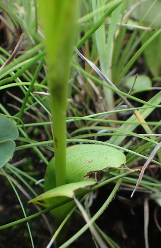 Image of Pterygodium hastatum by no rights reserved