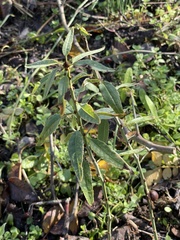 Prunus amygdalus