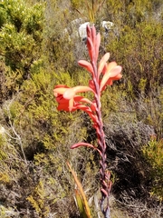 Watsonia tabularis