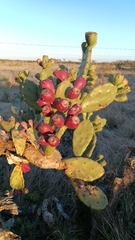Opuntia stricta stricta