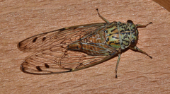 Neocicada hieroglyphica